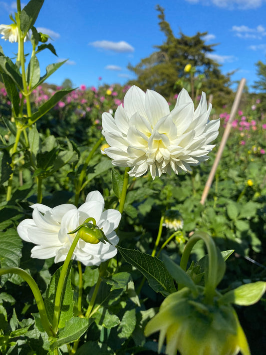 Bobblehead white (mystery variety)