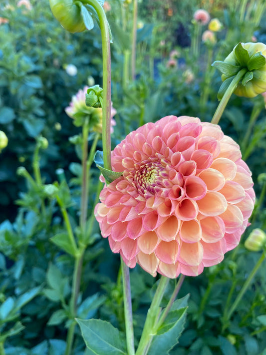 Peachy yellow (probably Jowey Nickey)