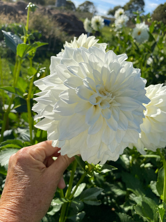 Majestic white (mystery variety, might be Lady Liberty or Center Court)