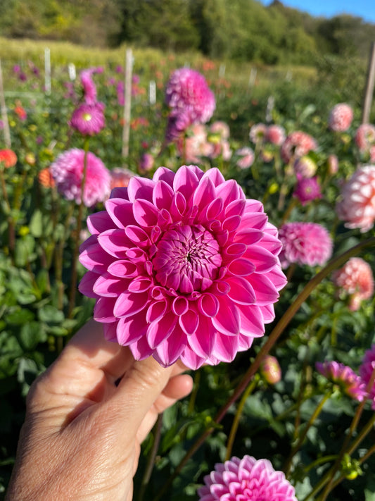 Pink Sylvia